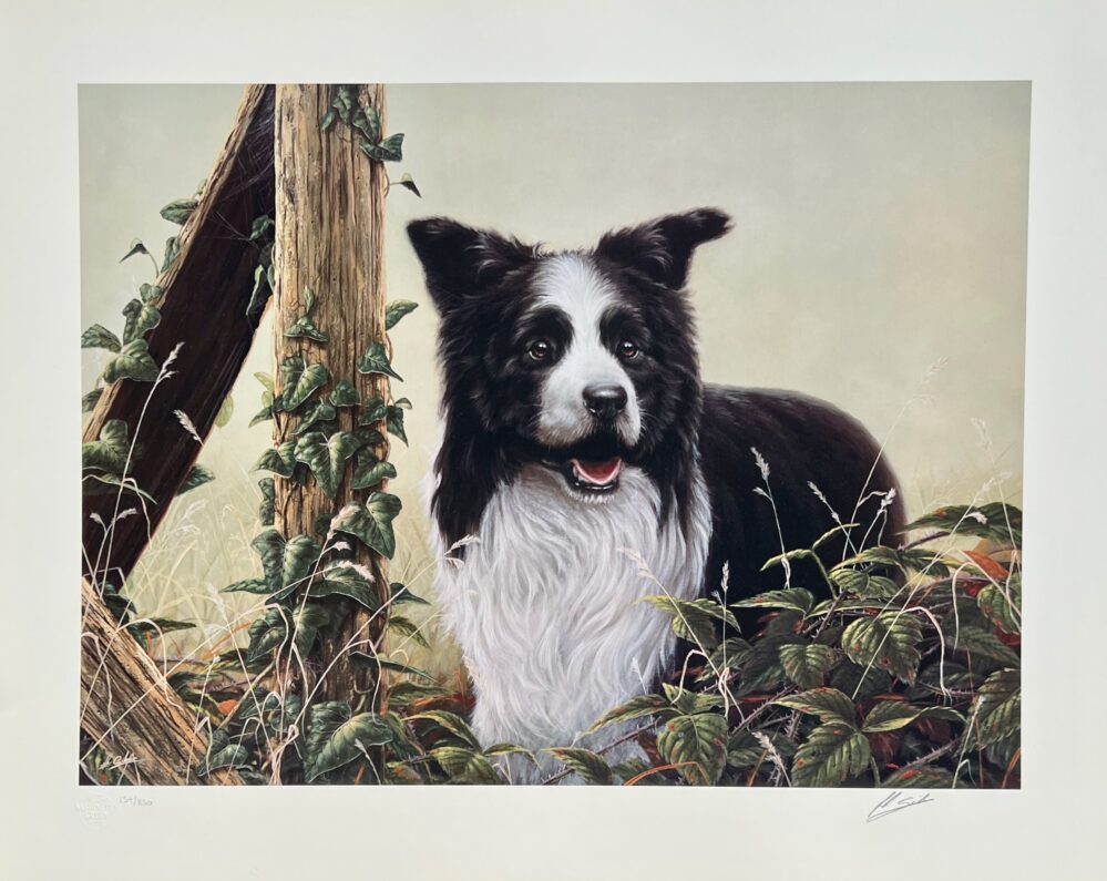 John Silver BORDER COLLIE DOG Hand Signed Limited Edition Lithograph