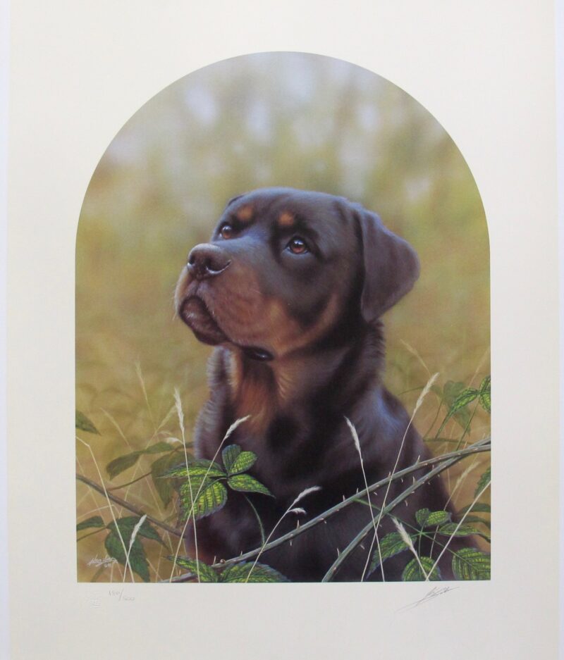 JOHN SILVER ROTTWEILER DOG Hand Signed Limited Edition Art Lithograph