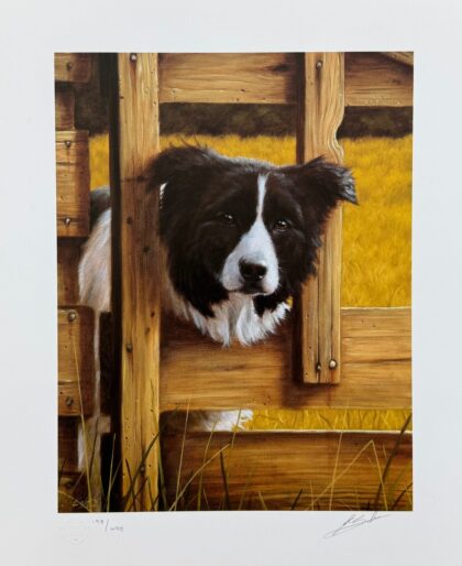 John Silver BORDER COLLIE LOOKOUT Hand Signed Limited Edition Lithograph