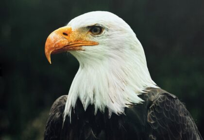 MARCONI BARRETTO Hand Signed Photography on Lexan Art AMERICAN SPIRIT EAGLE