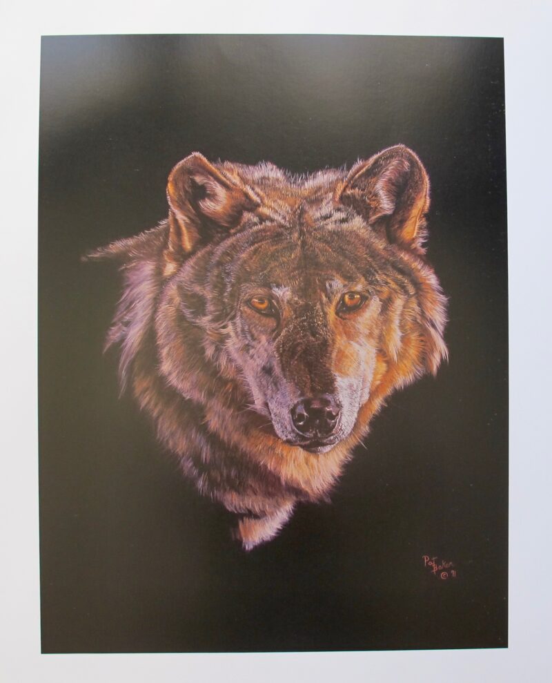 PAT BAKER Plate Signed Limited Edition Lithograph GREY WOLF