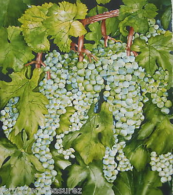 Green Grape Grapevine Signed Ltd Edition Lithograph by Mary Peters Napa Valley